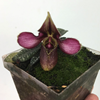 paph. rungsuriyanum